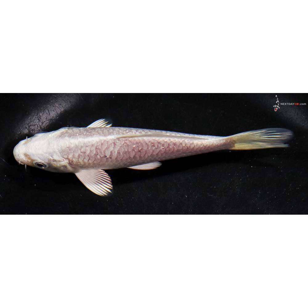 4.5” Imported Platinum Ogon