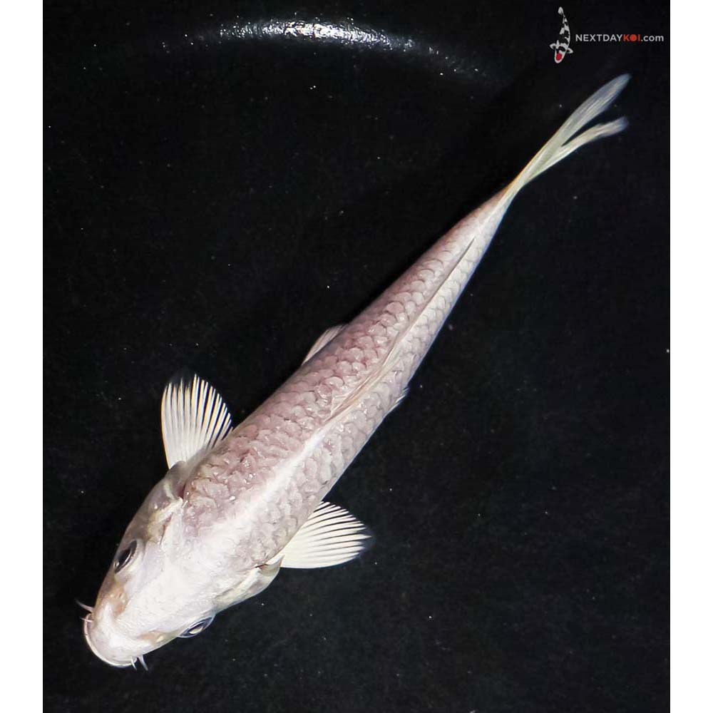 4.5” Imported Platinum Ogon