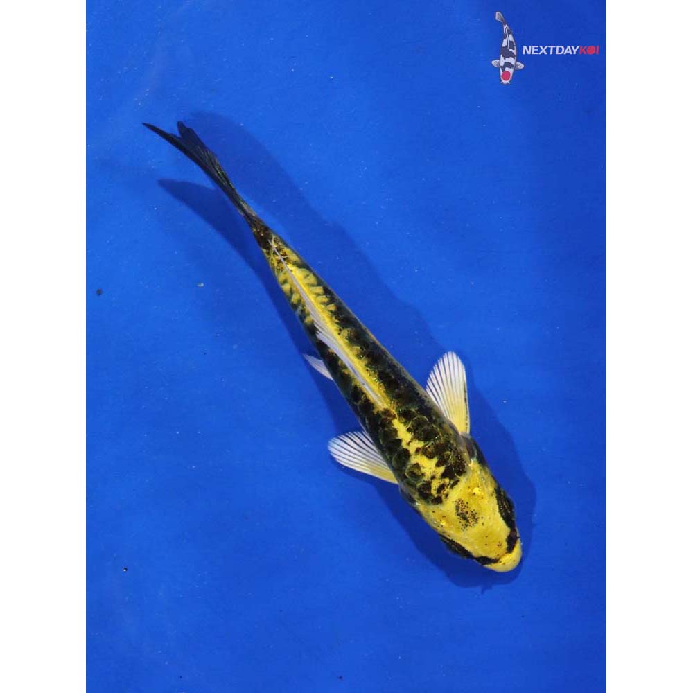 3” Imported Kin Kikokuryu