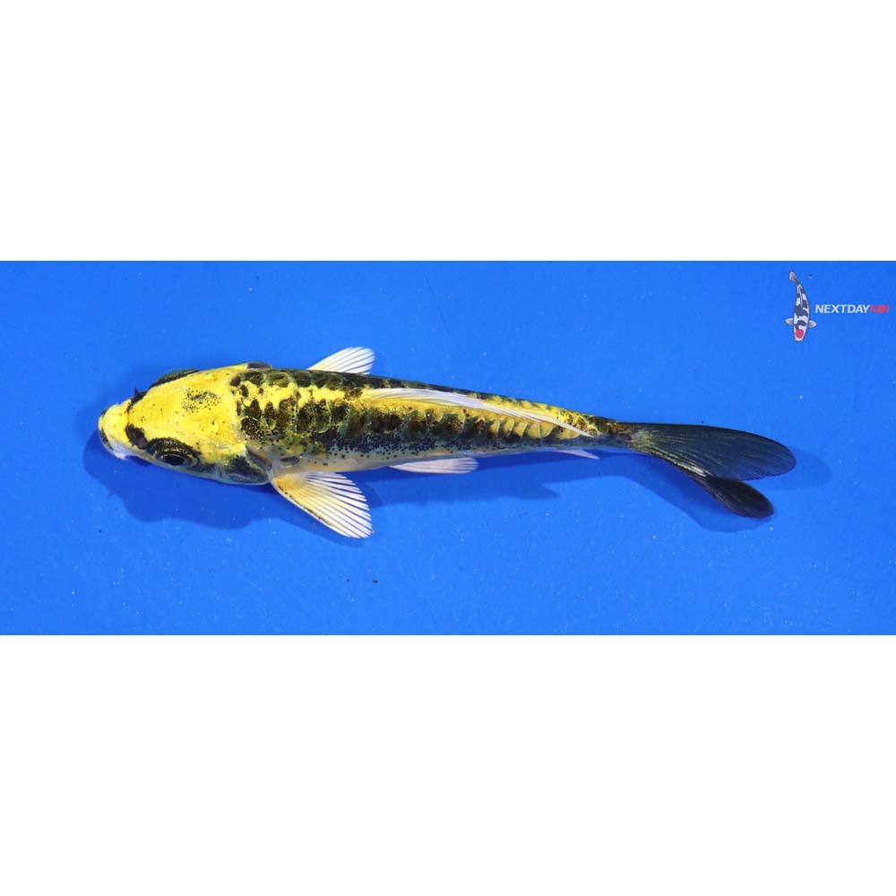 3” Imported Kin Kikokuryu