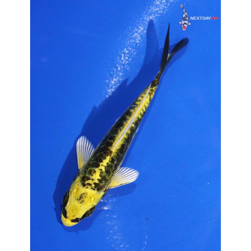 3” Imported Kin Kikokuryu