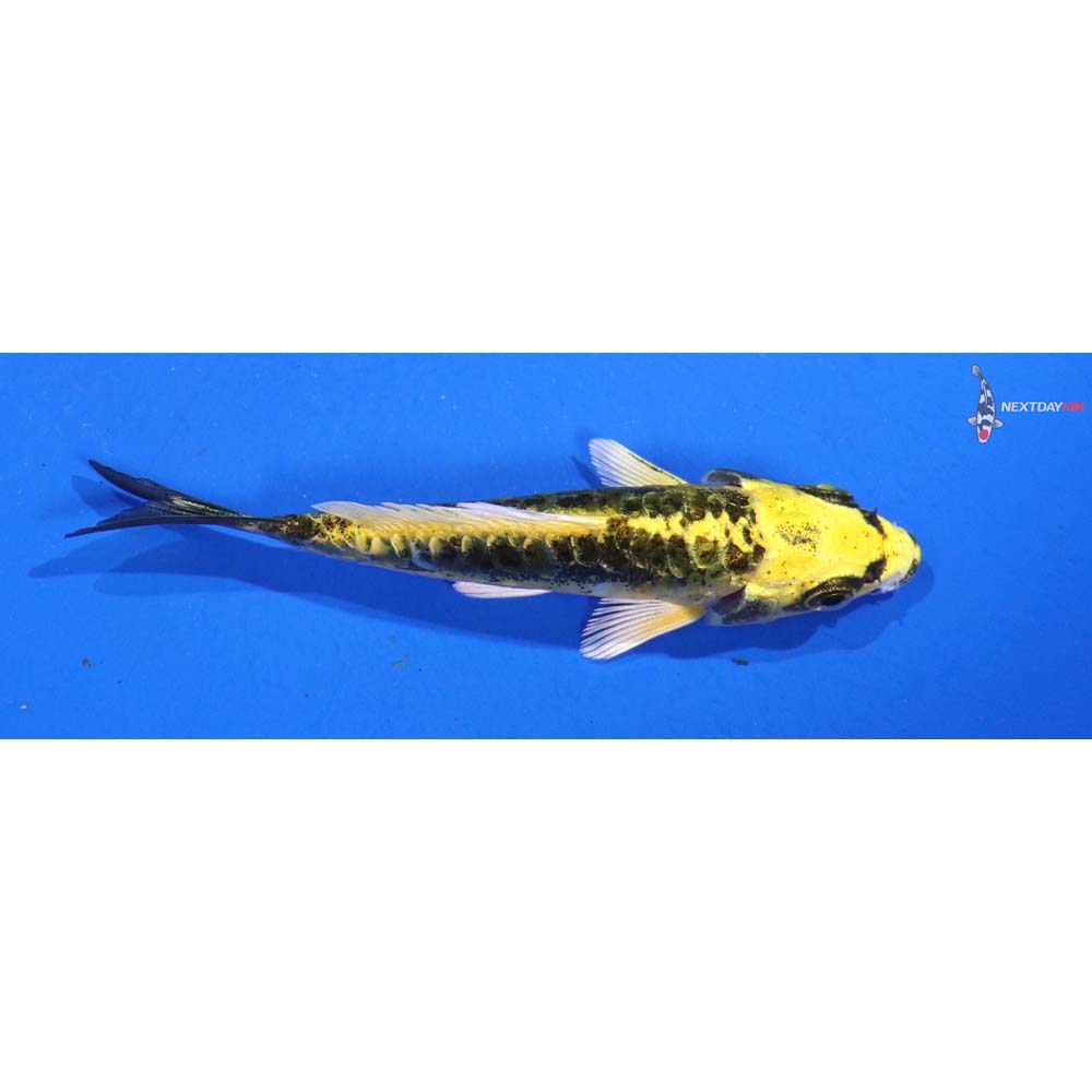 3” Imported Kin Kikokuryu