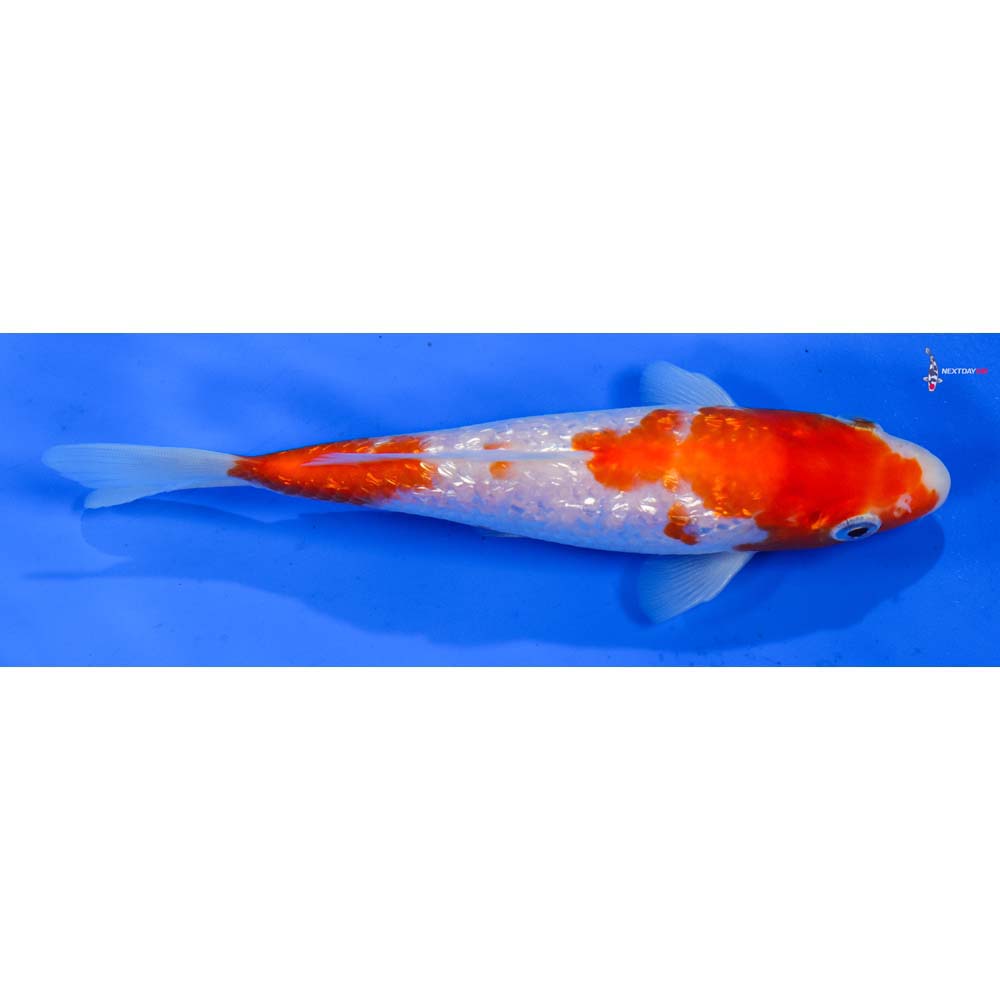 6” Imported Gin Rin Kohaku