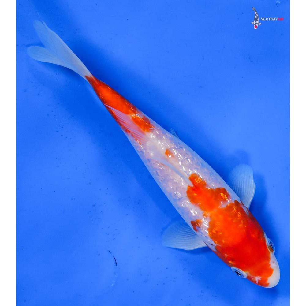 6” Imported Gin Rin Kohaku