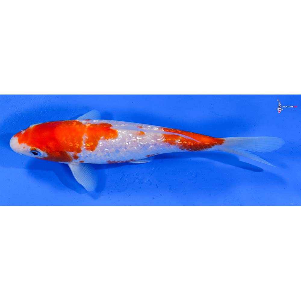 6” Imported Gin Rin Kohaku