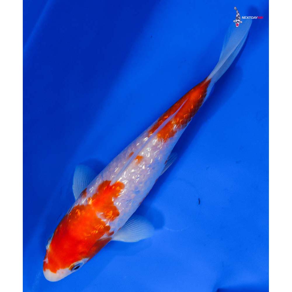 6” Imported Gin Rin Kohaku