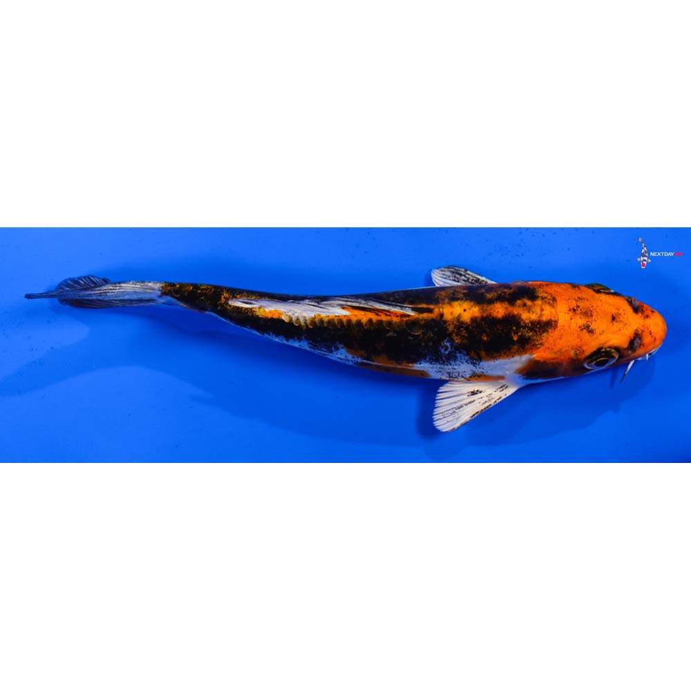 6” Imported Kin Kikokuryu