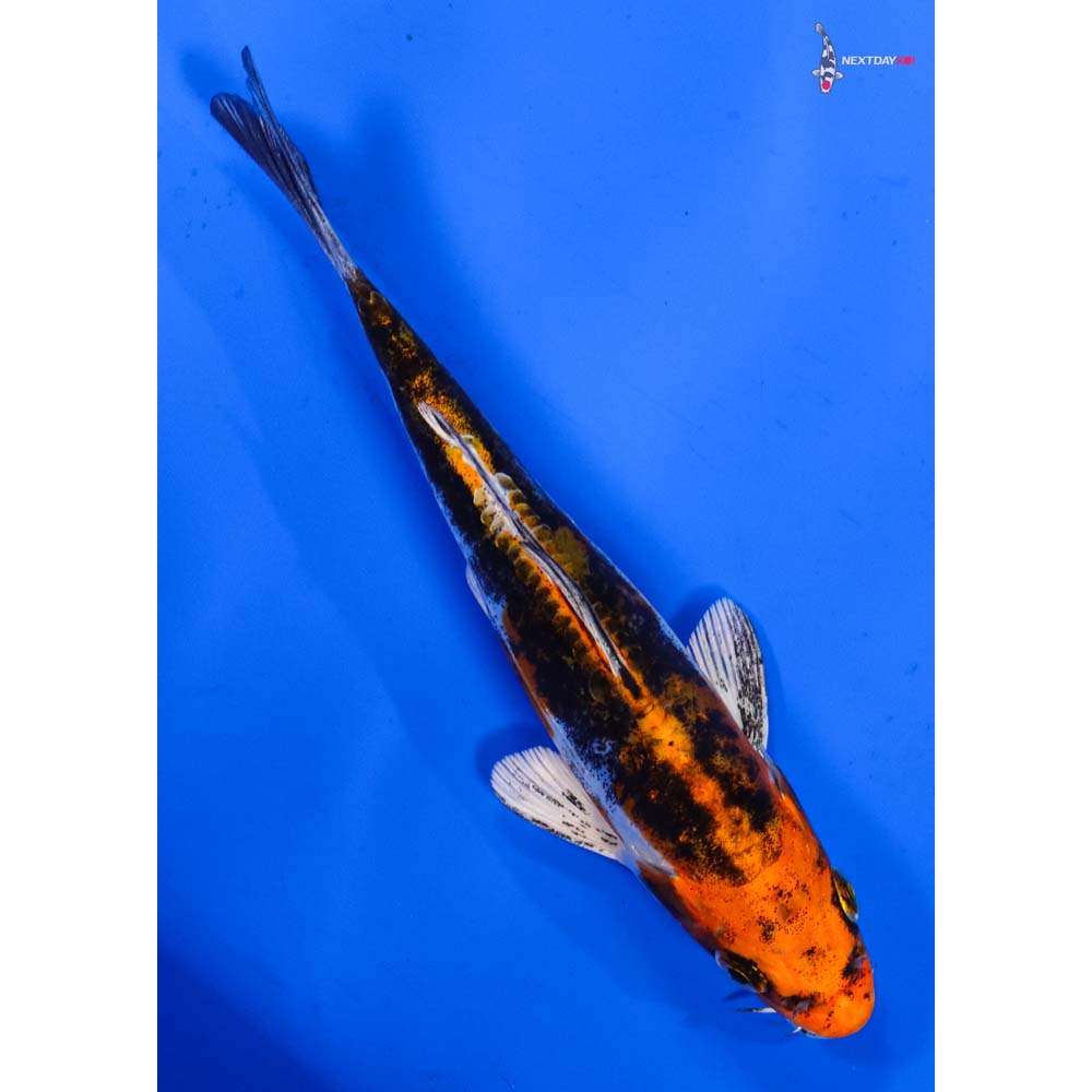 6” Imported Kin Kikokuryu