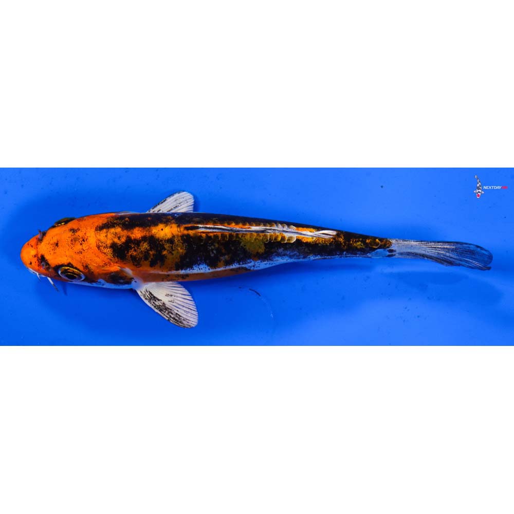 6” Imported Kin Kikokuryu