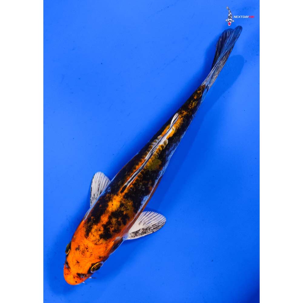 6” Imported Kin Kikokuryu