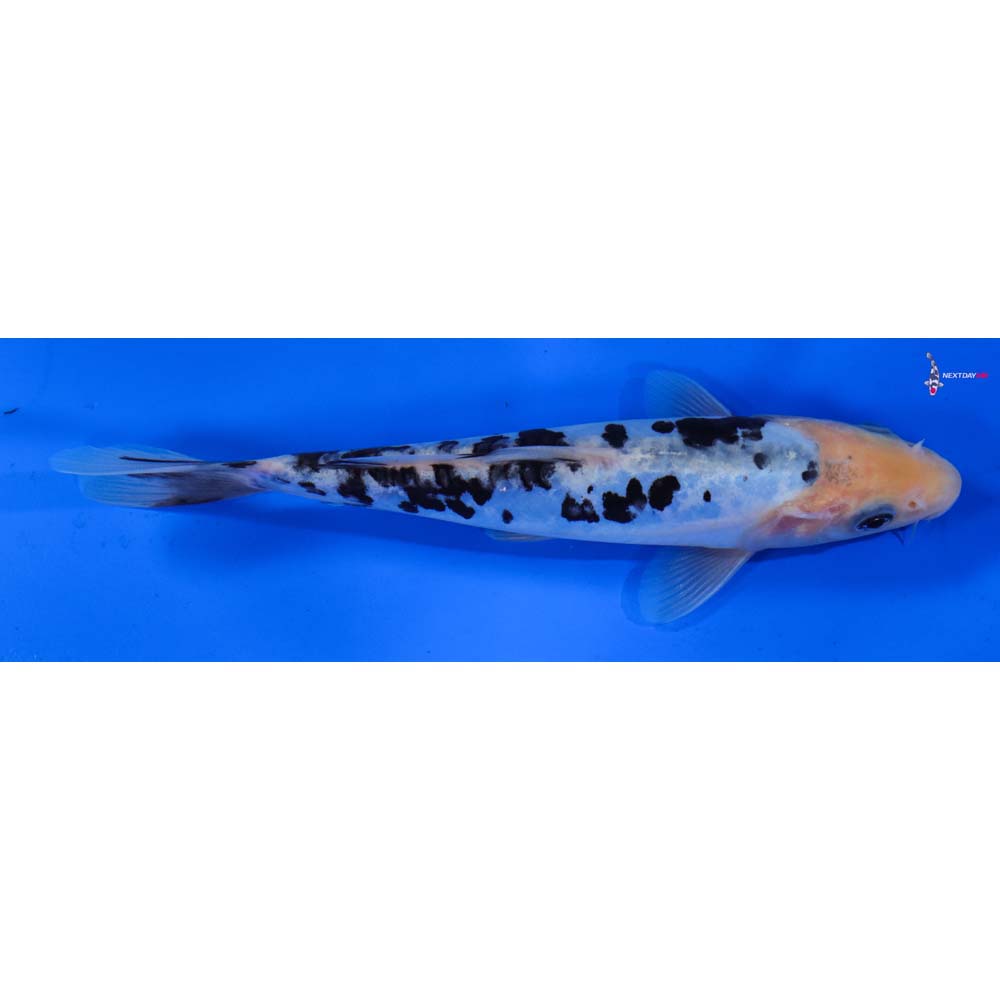6.5” Imported Doitsu Shiro Bekko