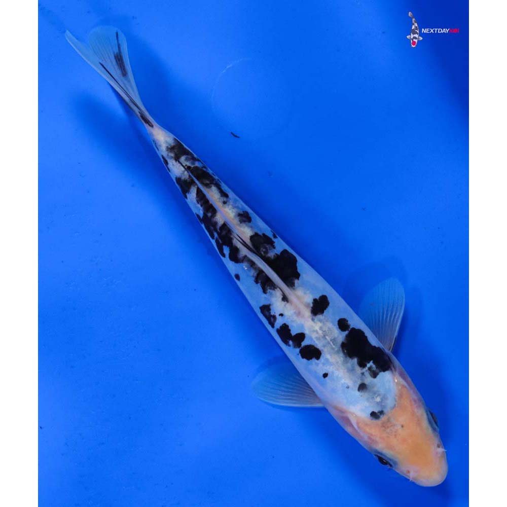 6.5” Imported Doitsu Shiro Bekko