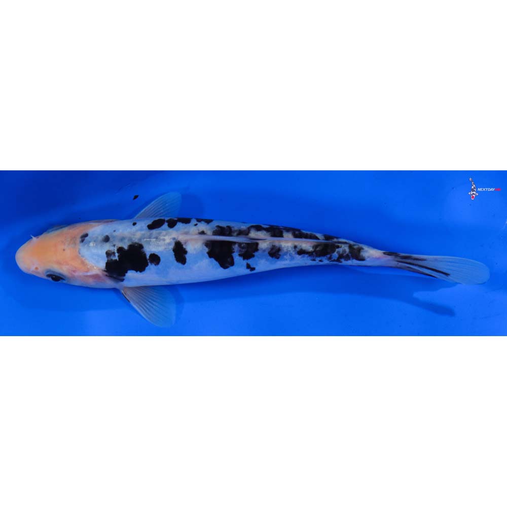 6.5” Imported Doitsu Shiro Bekko