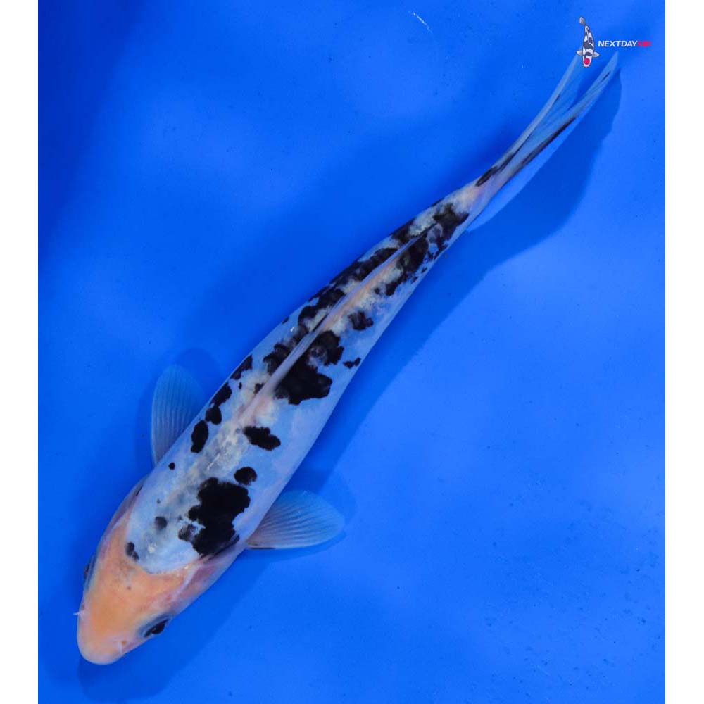 6.5” Imported Doitsu Shiro Bekko