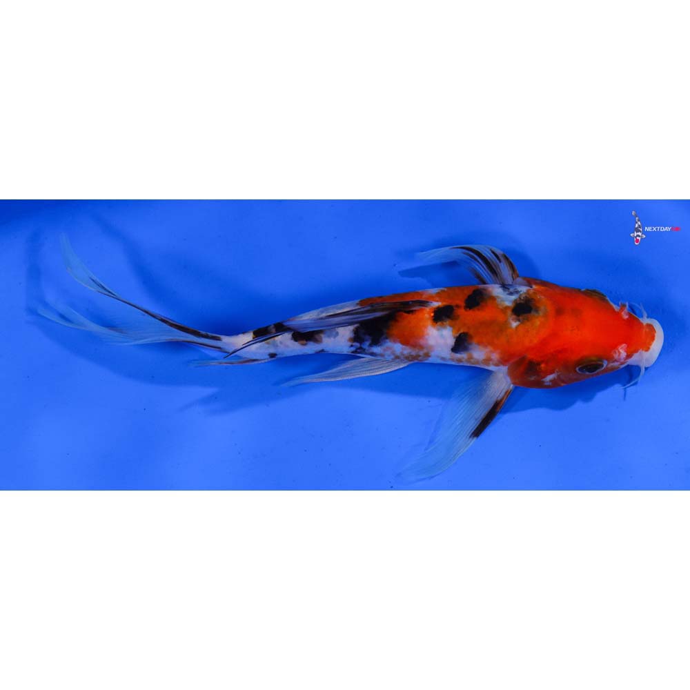 6.5” Imported Sanke Butterfly Koi