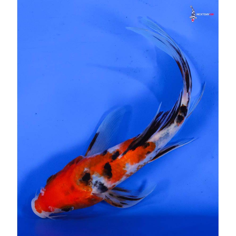 6.5” Imported Sanke Butterfly Koi