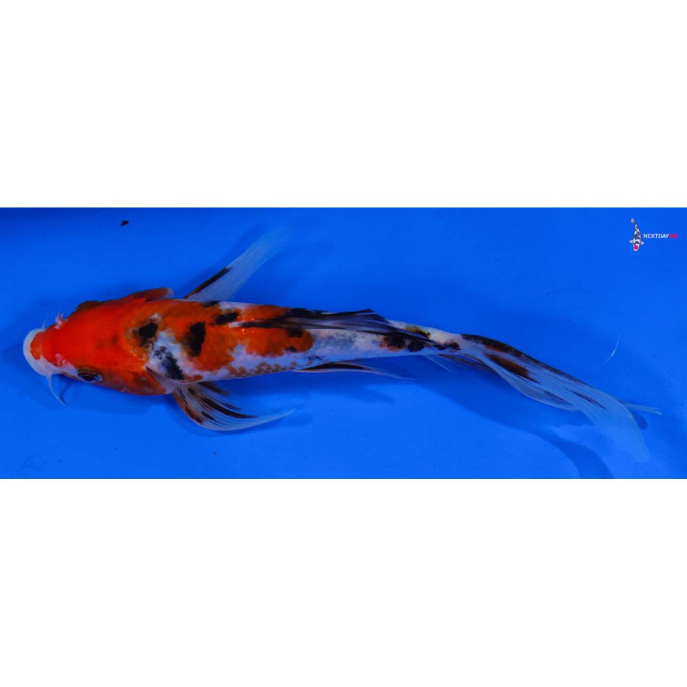 6.5” Imported Sanke Butterfly Koi