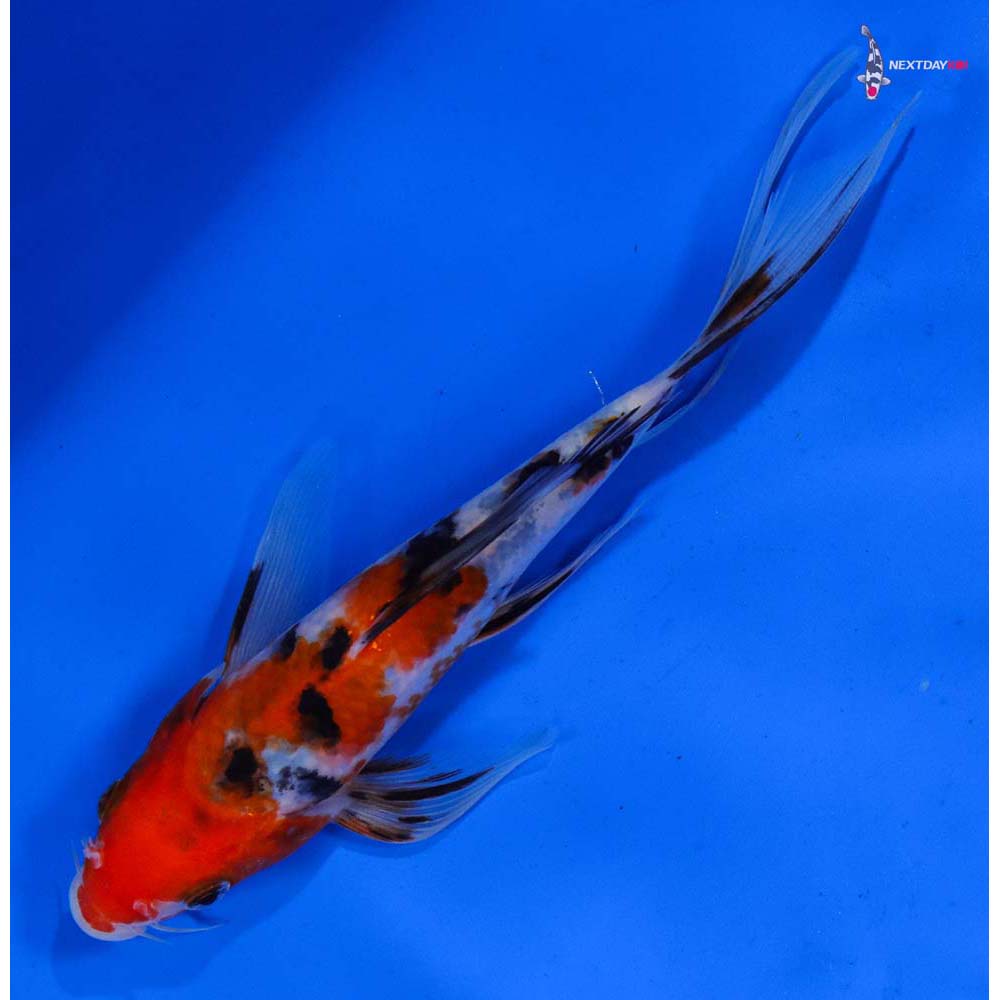 6.5” Imported Sanke Butterfly Koi