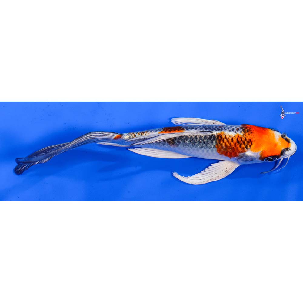 7” Imported Kujaku Butterfly Koi