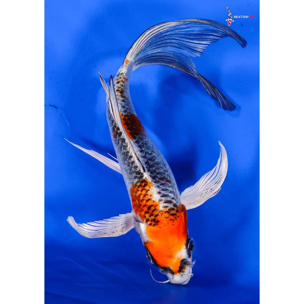 7” Imported Kujaku Butterfly Koi