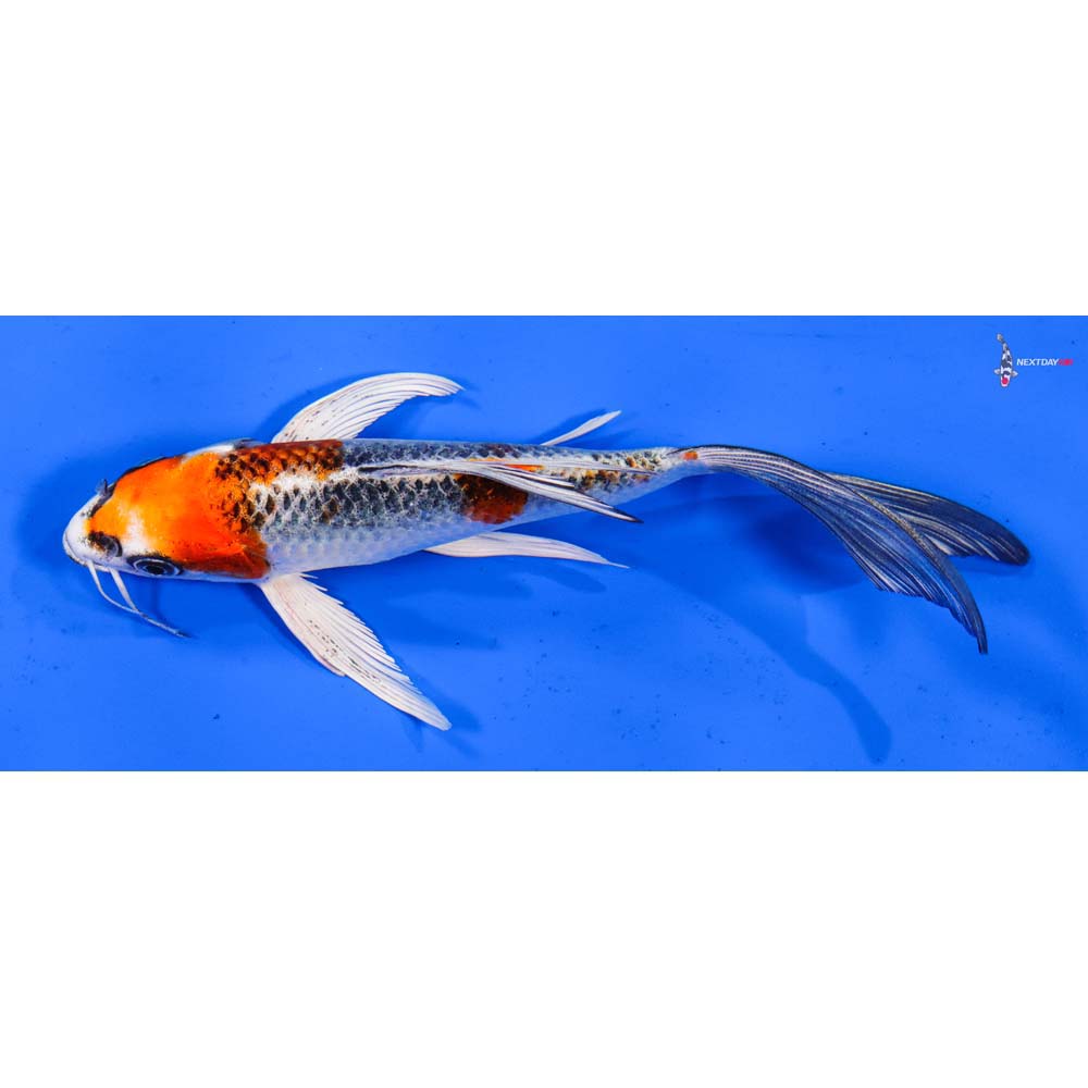 7” Imported Kujaku Butterfly Koi