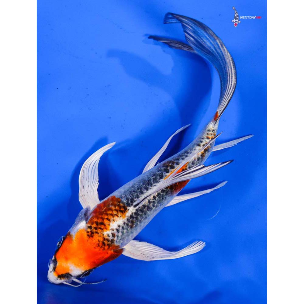 7” Imported Kujaku Butterfly Koi