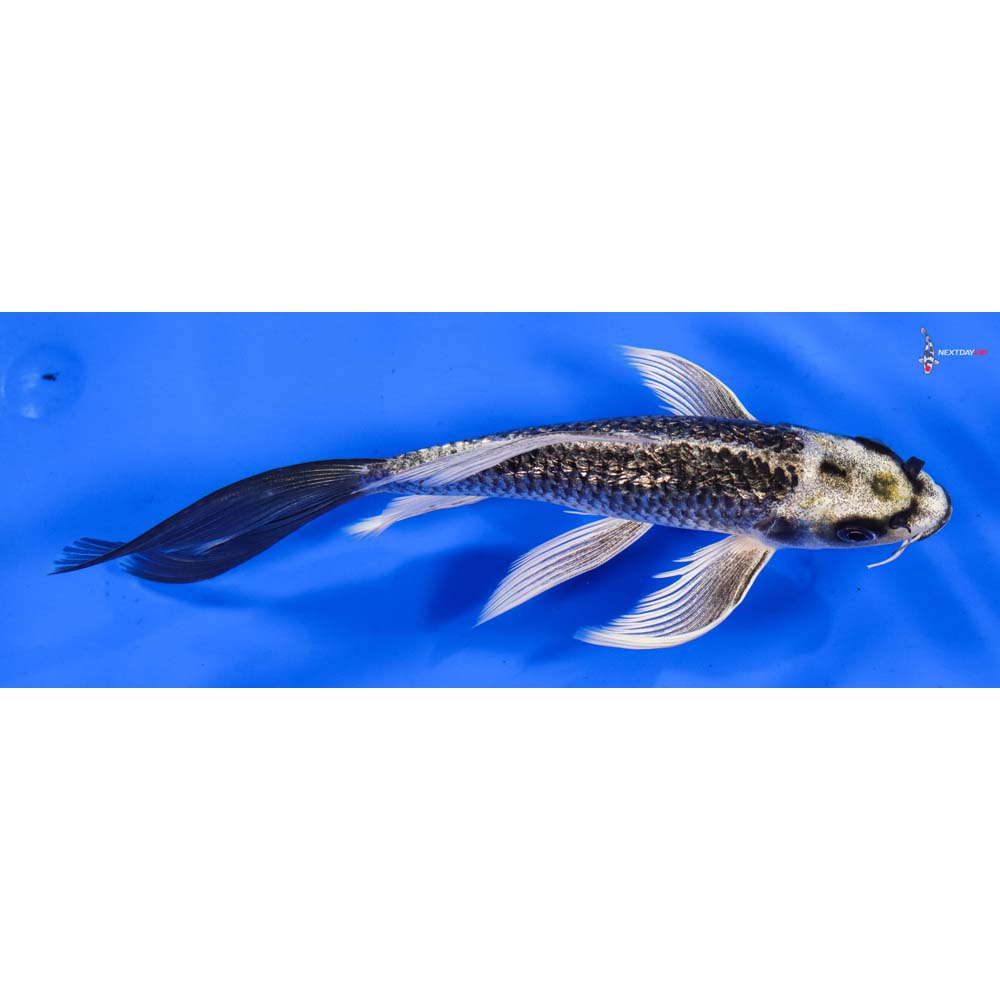 7” Imported Gin Rin Gin Matsuba Butterfly Koi