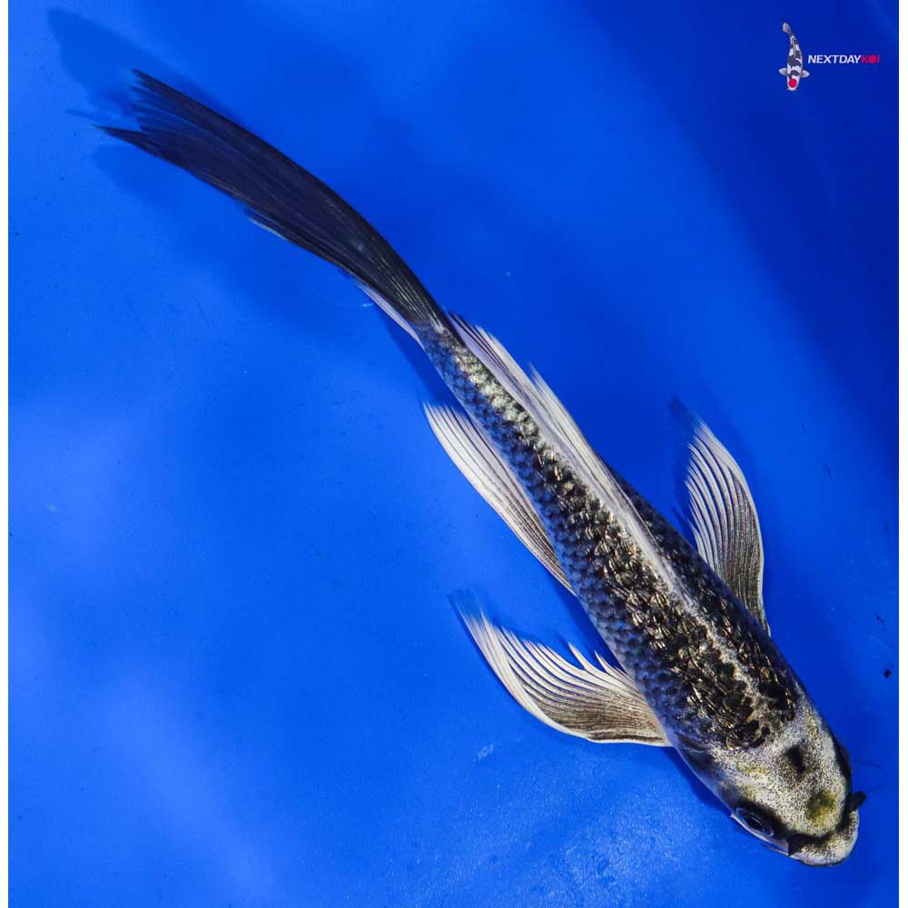 7” Imported Gin Rin Gin Matsuba Butterfly Koi