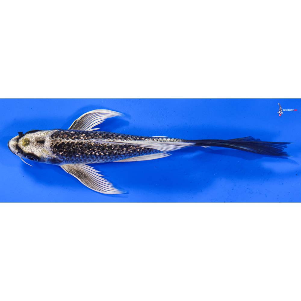 7” Imported Gin Rin Gin Matsuba Butterfly Koi