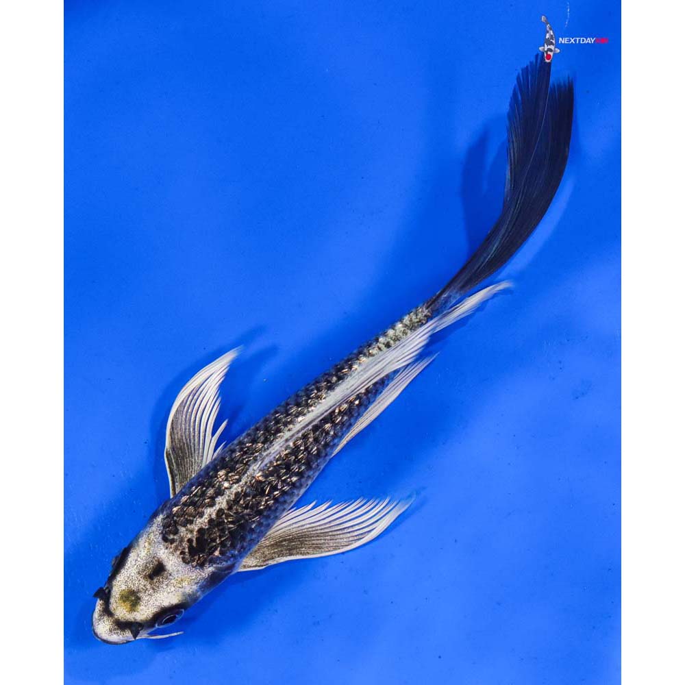 7” Imported Gin Rin Gin Matsuba Butterfly Koi