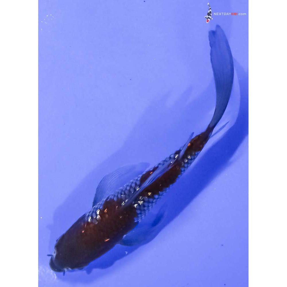 4.5” Imported Gin Rin Ochiba Shigure Butterfly Koi