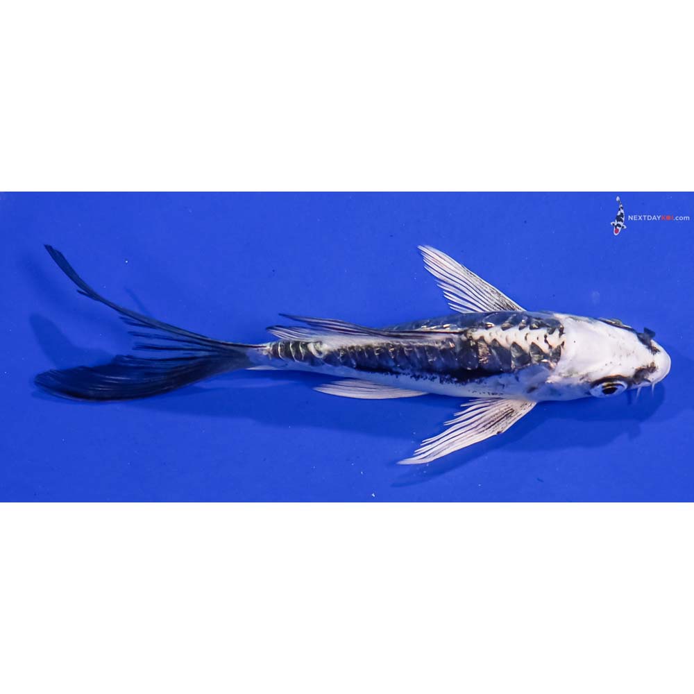 5” Imported Kikokuryu Butterfly Koi