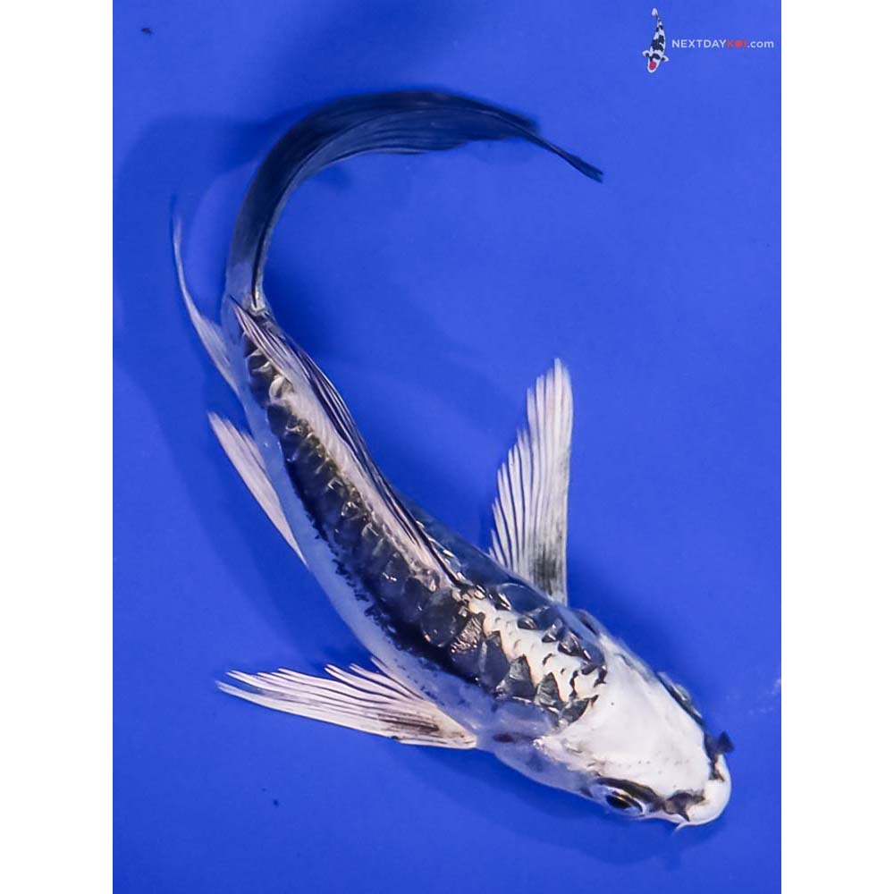 5” Imported Kikokuryu Butterfly Koi