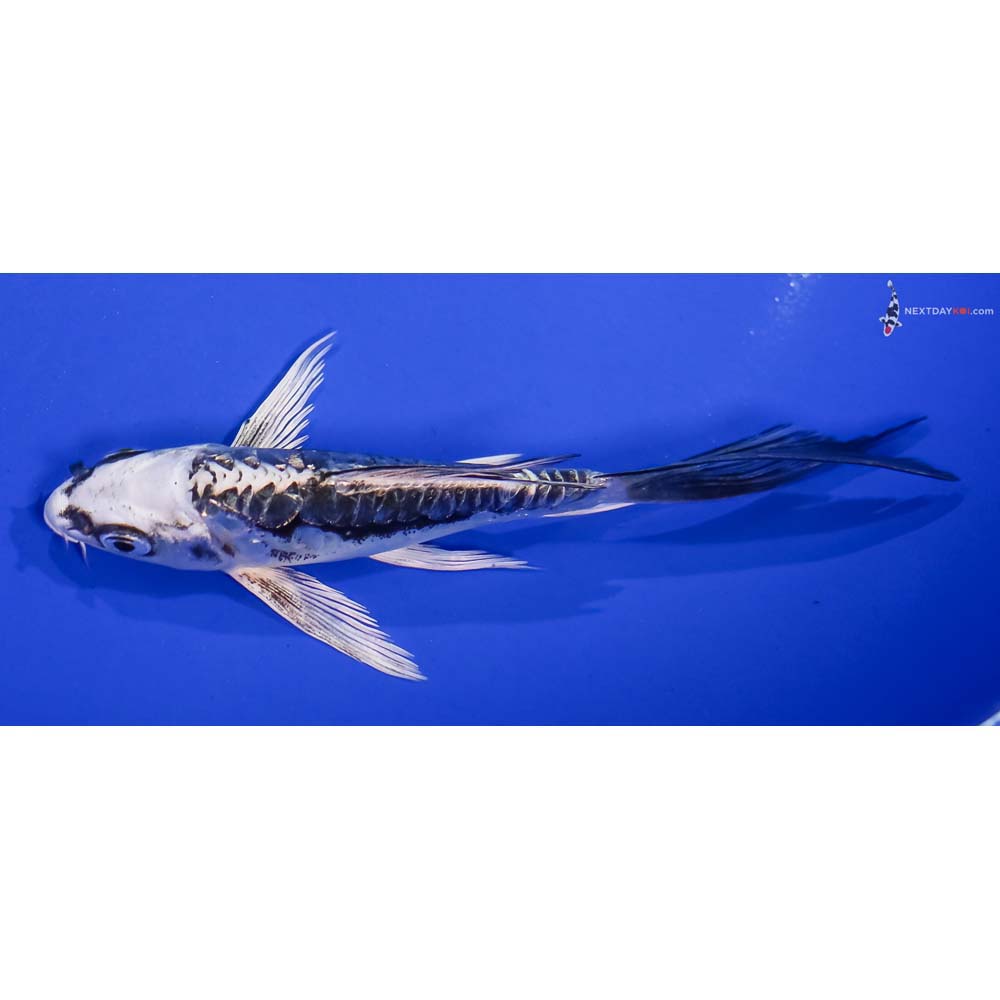 5” Imported Kikokuryu Butterfly Koi