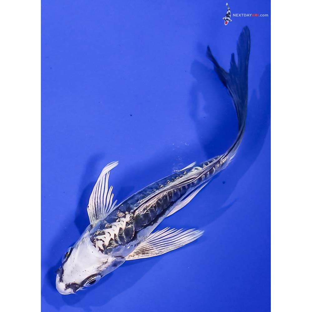 5” Imported Kikokuryu Butterfly Koi