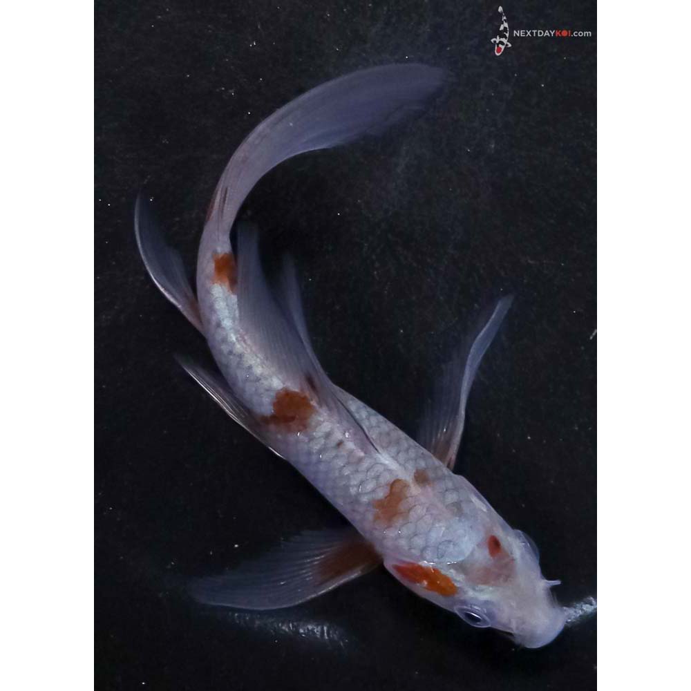 5” Imported Ochiba Shigure Butterfly Koi