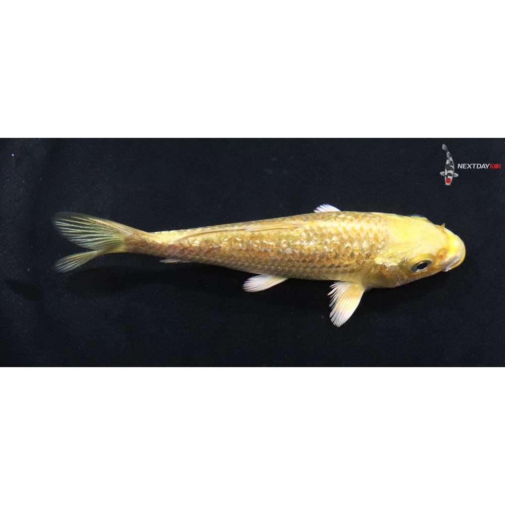 4” Imported Gin Rin Yamabuki Ogon