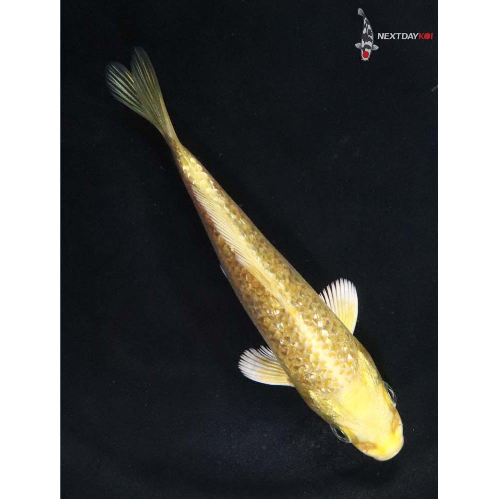 4” Imported Gin Rin Yamabuki Ogon