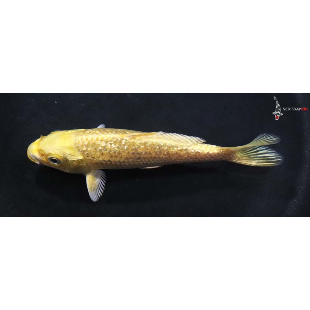 4” Imported Gin Rin Yamabuki Ogon