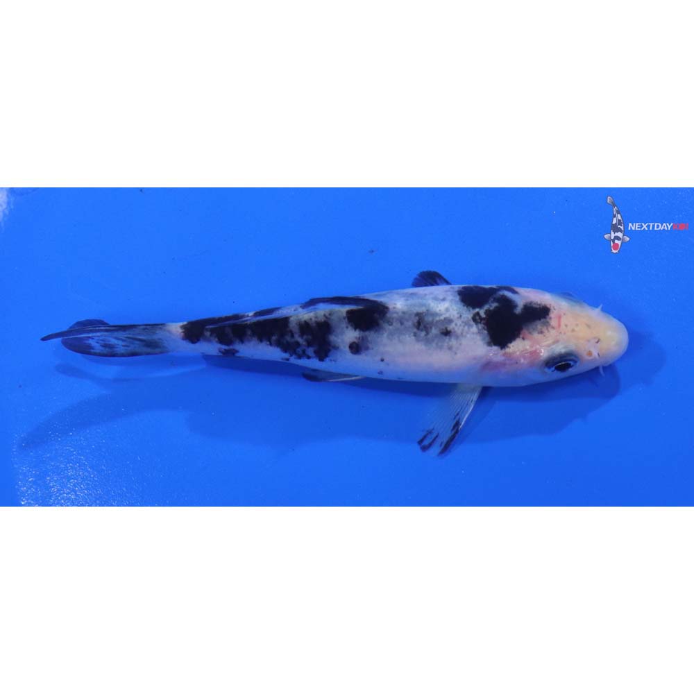 4” Imported Shiro Bekko