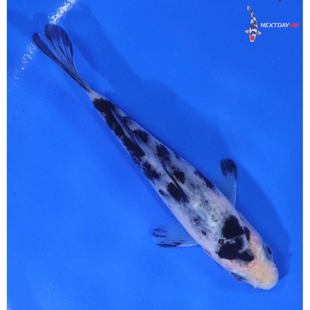 4” Imported Shiro Bekko