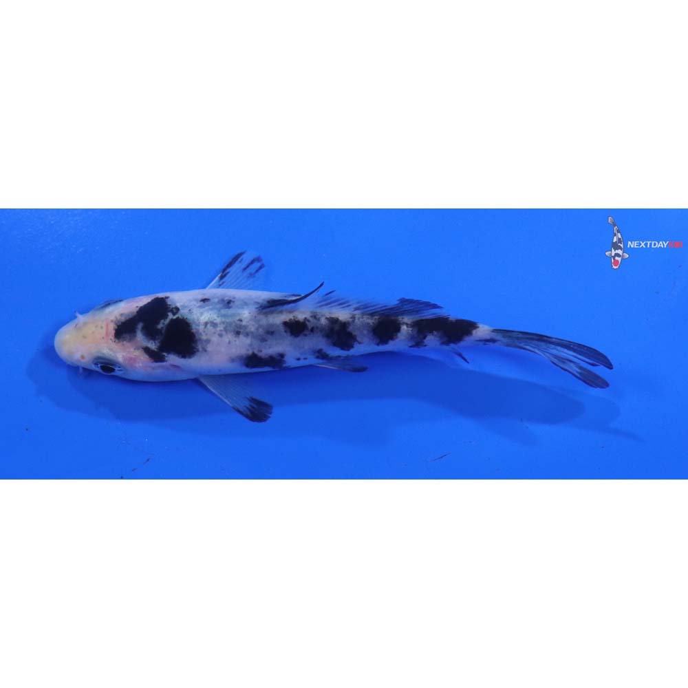 4” Imported Shiro Bekko