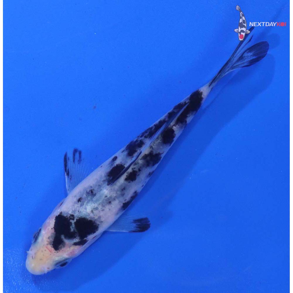 4” Imported Shiro Bekko