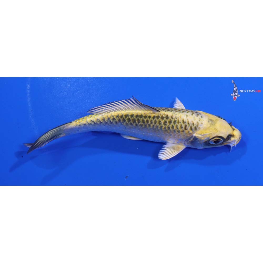 4.5” Imported Ki Matsuba