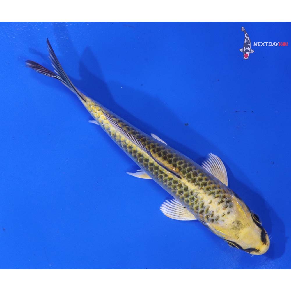 4.5” Imported Ki Matsuba