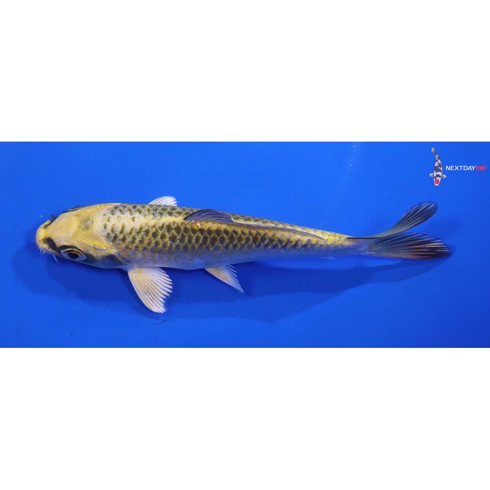 4.5” Imported Ki Matsuba