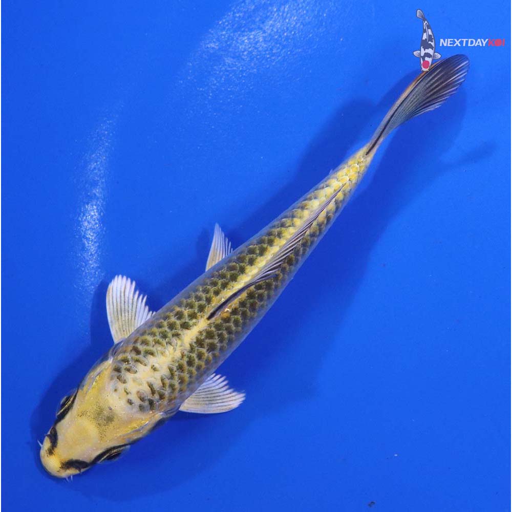 4.5” Imported Ki Matsuba