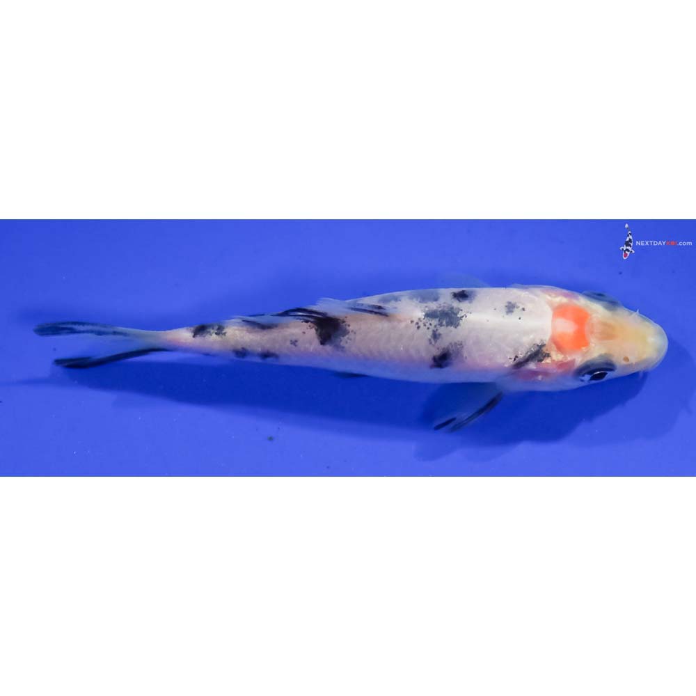 3.5” Imported Shiro Bekko