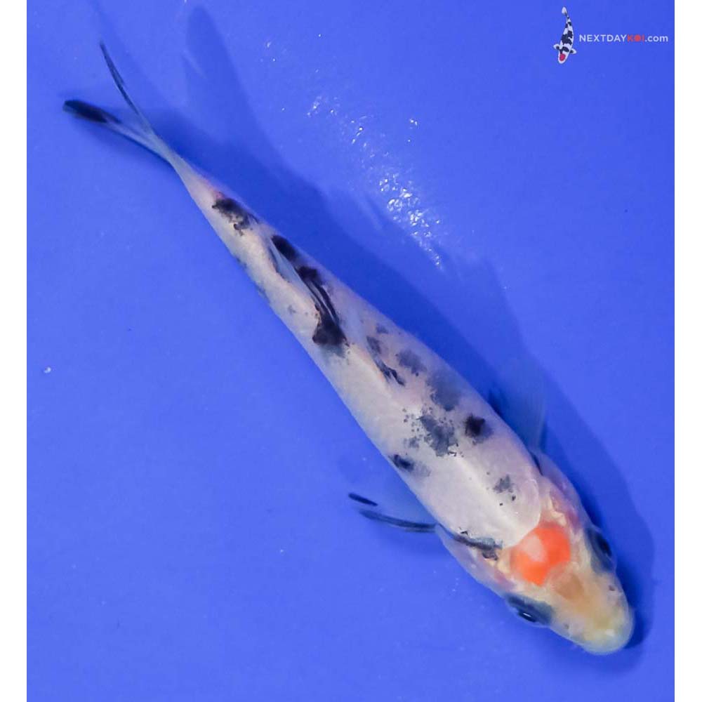 3.5” Imported Shiro Bekko