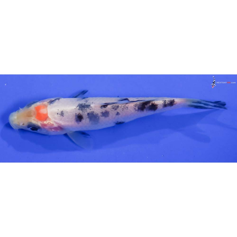 3.5” Imported Shiro Bekko